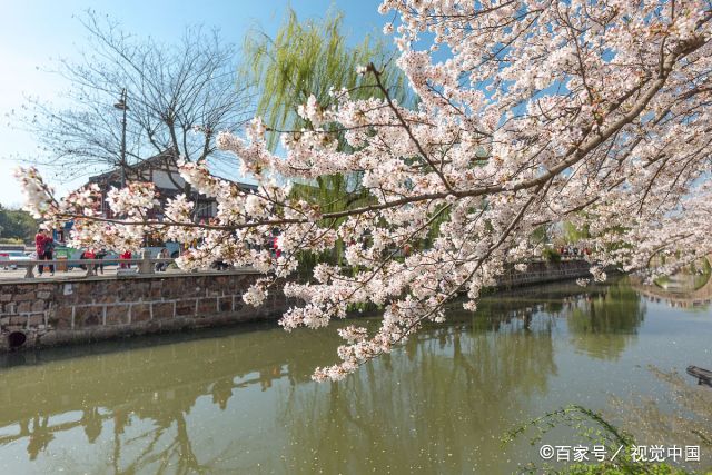 常熟方塔护城河畔樱花绽放,春意满满,引市民围观